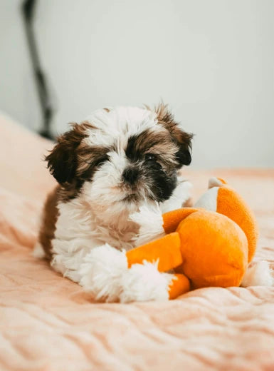 Pet Toys