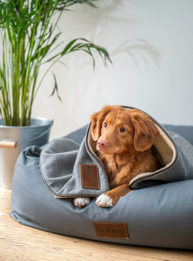 Pet Beds