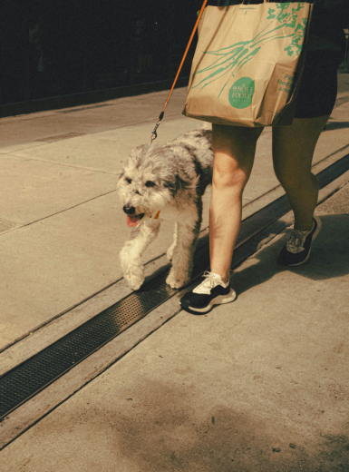 Pet Walker