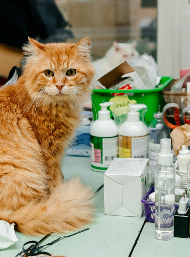 Pet Essentials